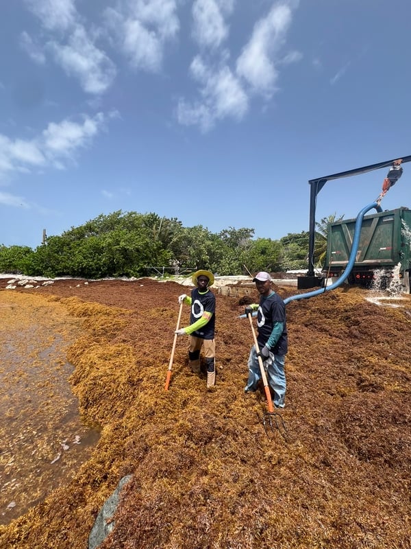 Sargassum harvesting in the Caribbean Region