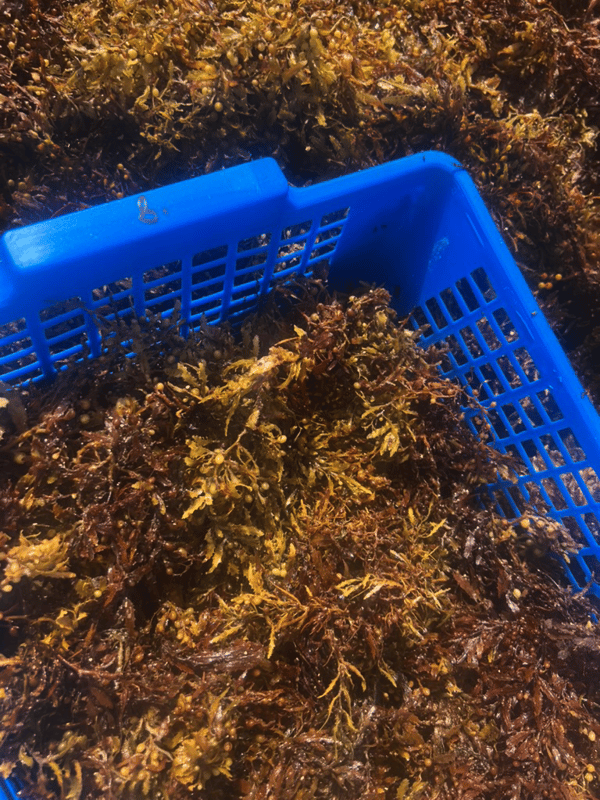 Sargassum