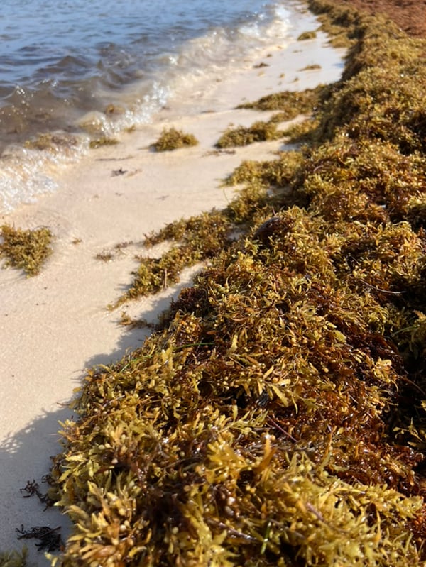 Sargassum closeup on the beach