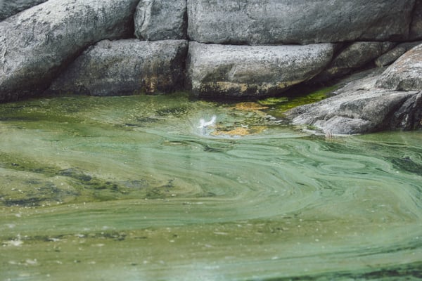 Algae bloom in Baltic Sea near rocky shores.