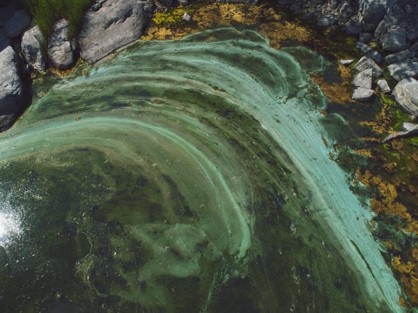 Overhead view of algae blooms in the Baltic Sea.