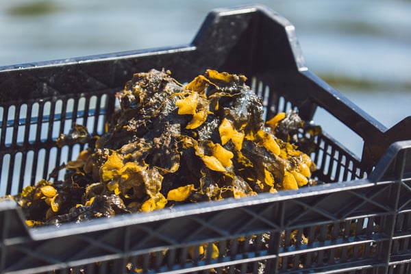 Harvested Fucus Vesiculosus algae in a black crate.