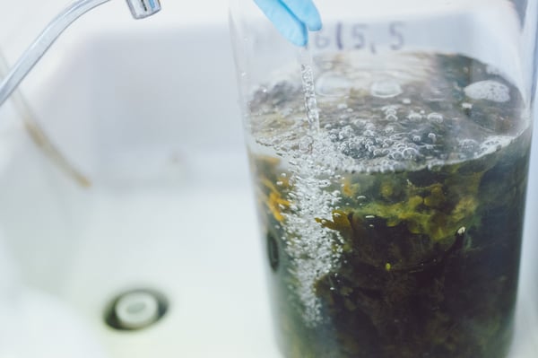 A close-up of a marine biomass refinement process.