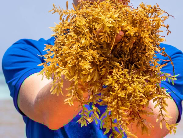 Close-up image of a person holding a large cluster of Sargassum seaweed.