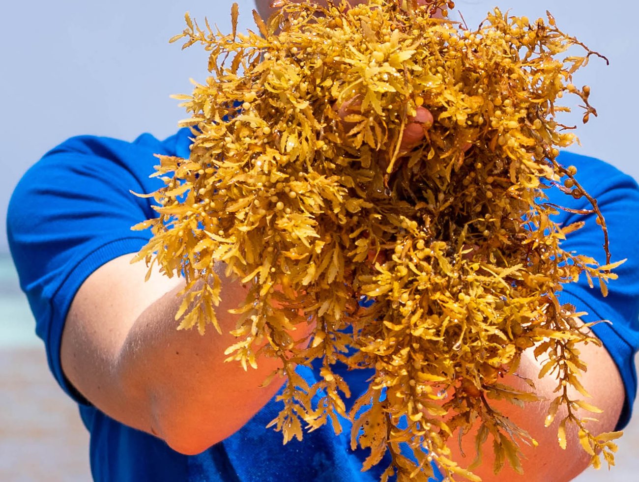 Origin by Ocean announces open call for seaweed suppliers to feed biorefinery expansion