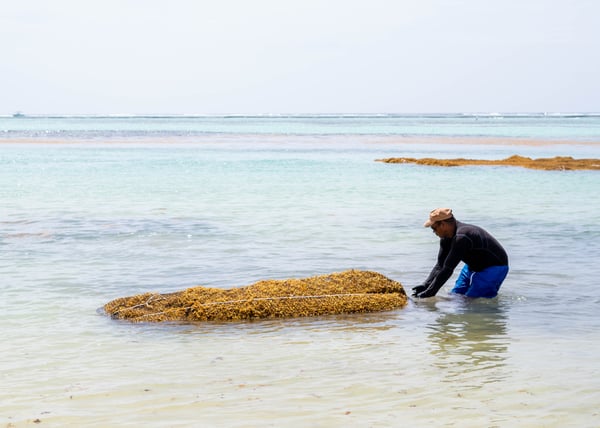 A man collecting Sargassum from the shallow waters along the shore.