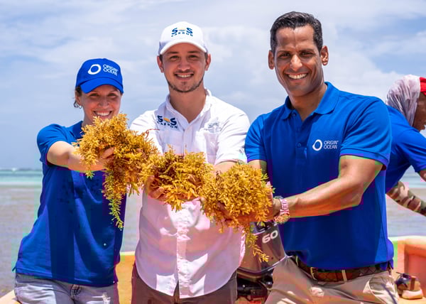 Three people holding freshly harvested Sargassum seaweed.