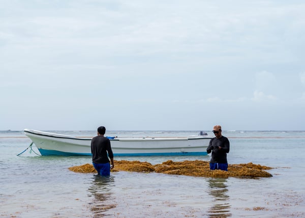 Workers harvesting Sargassum seaweed in shallow water.