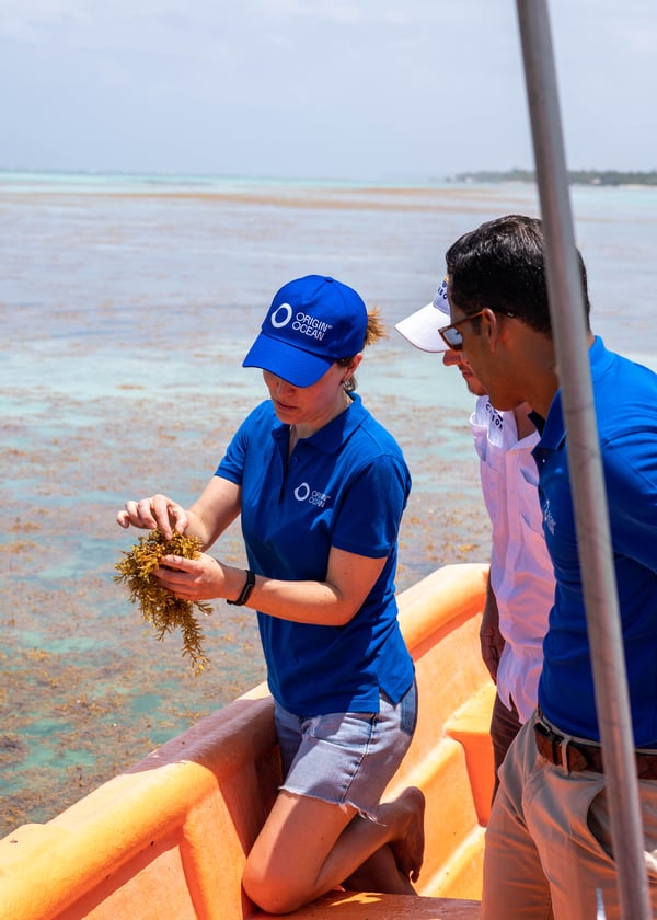 Team inspecting freshly harvested Sargassum seaweed on a boat.