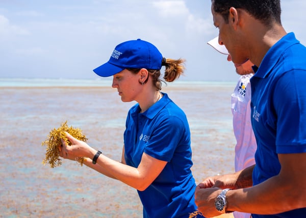 Close-up of team member examining Sargassum seaweed.