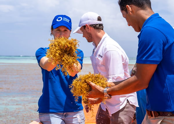 Harvesting sargassum in Punta Cana 8