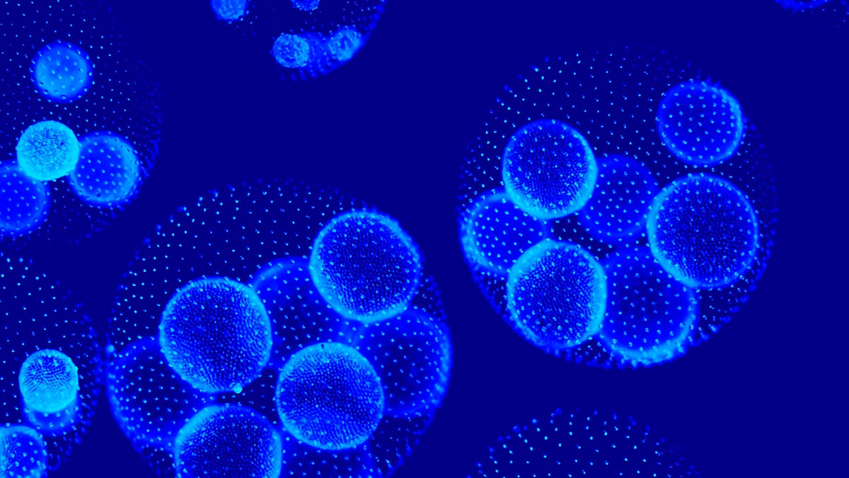 ObO_Regenerative