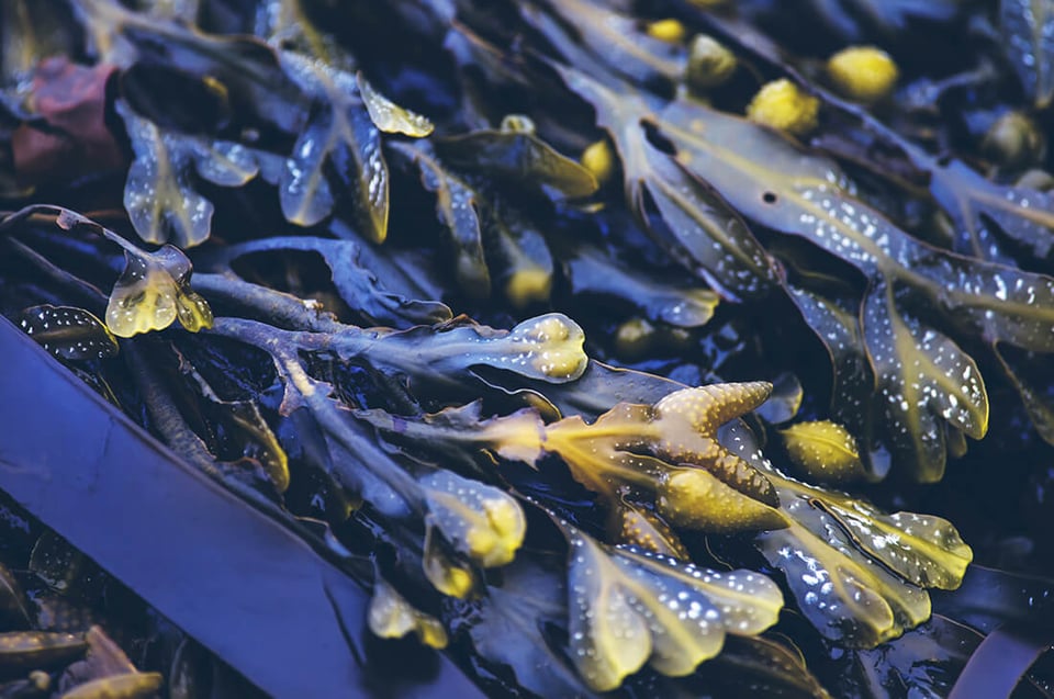 ObO_algae
