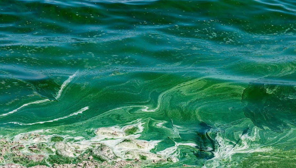 ObO_bluegreen_algae