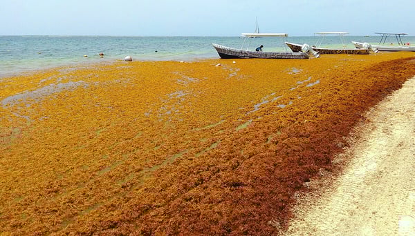 Sargassum seaweed covering the shoreline with boats in the background.