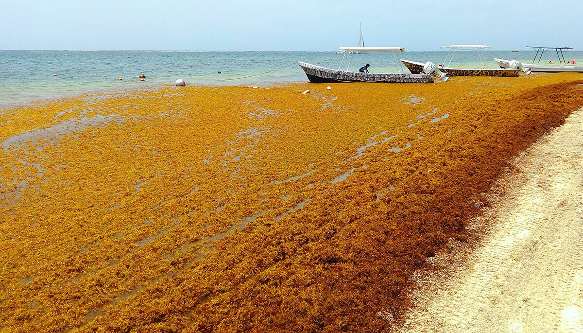 ObO_sargassum