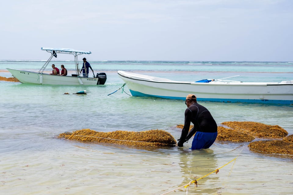 ObO_Local_algae_harvesters