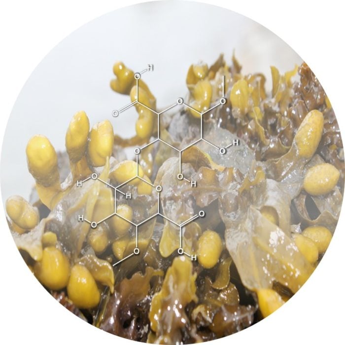 The sodium alginate molecule, extracted from seaweed