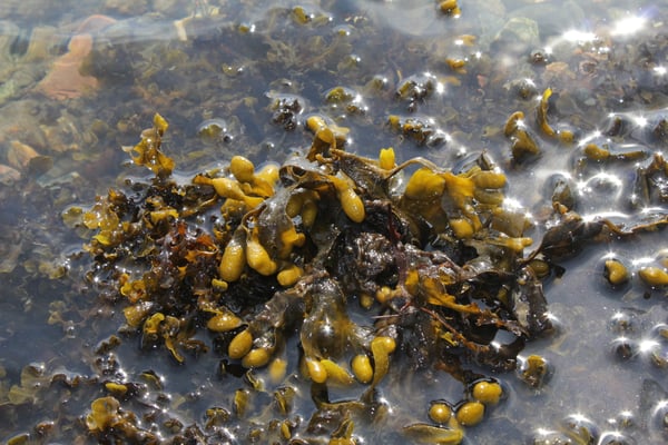 The seaweed revolution: the great benefits behind seaweed