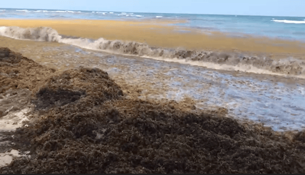 Invasive sargassum seaweed as alternative feedstock