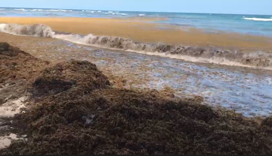 Invasive sargassum seaweed as alternative feedstock