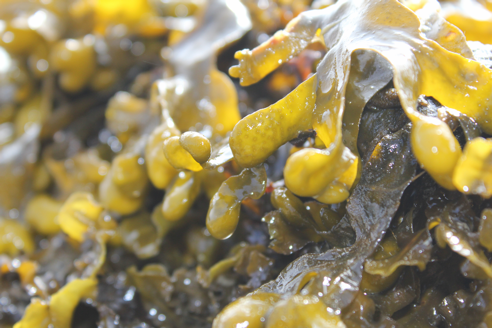 Origin by Ocean joins Seaweed for Europe industry coalition Origin by