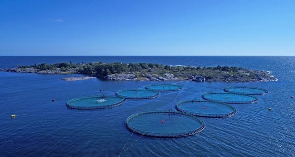 Bladderwrack and fish farming combined, a future win-win?