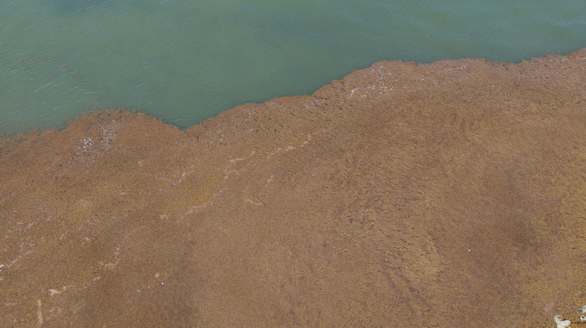 Sargassum-ocean_overhead_2