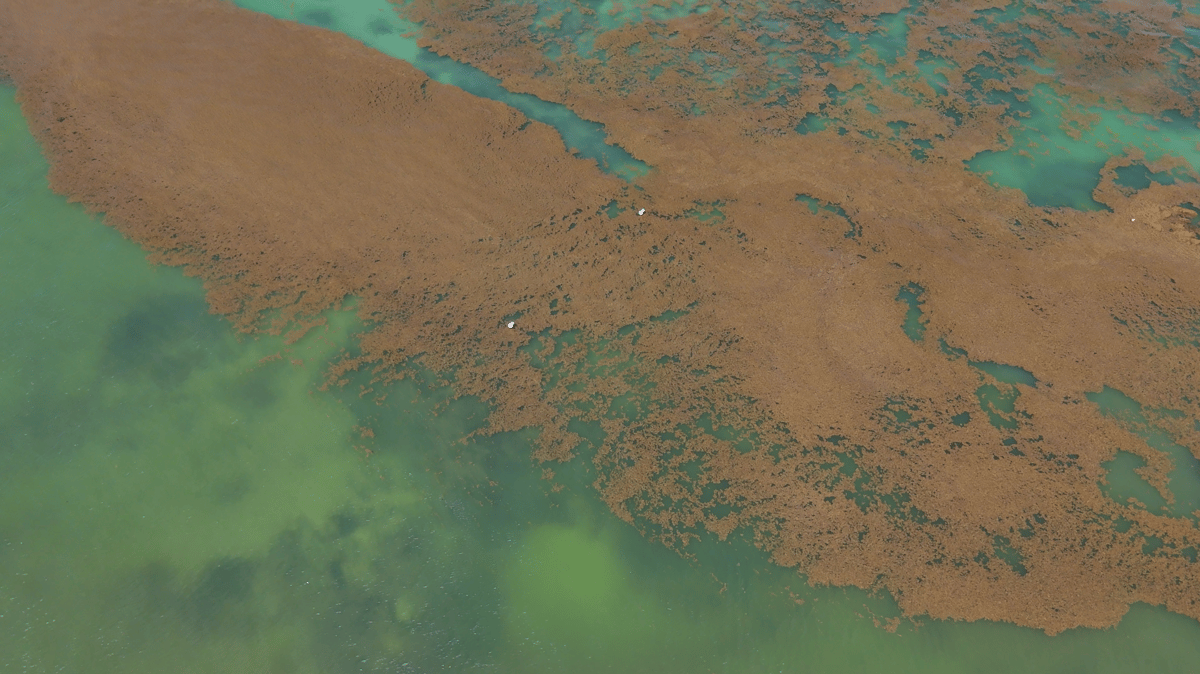 Sargassum-ocean_overhead_3