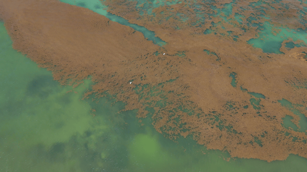 Sargassum in the Caribbean region