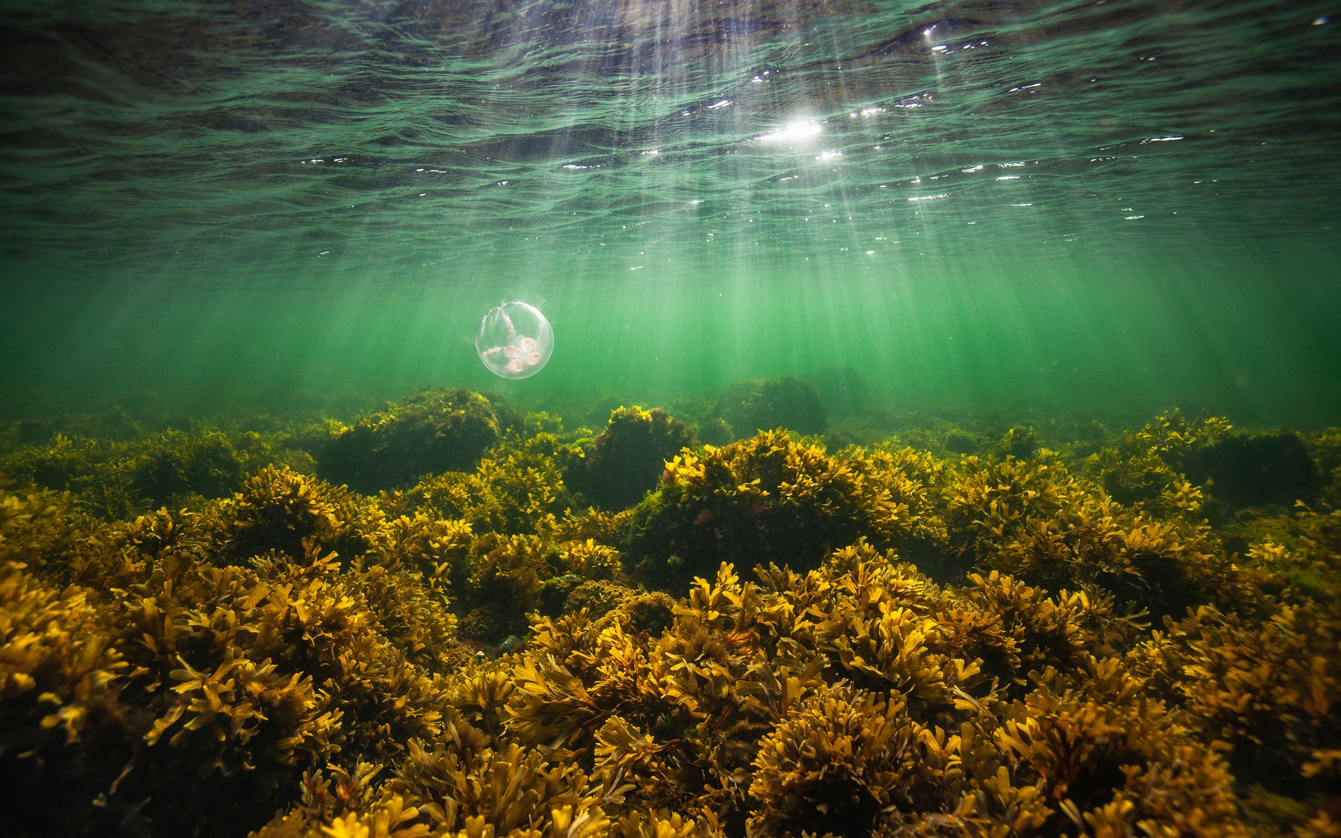 bladderwrack-cultivation
