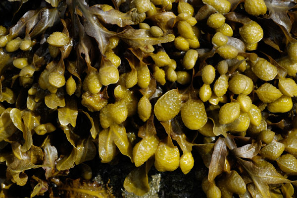 bladderwrack