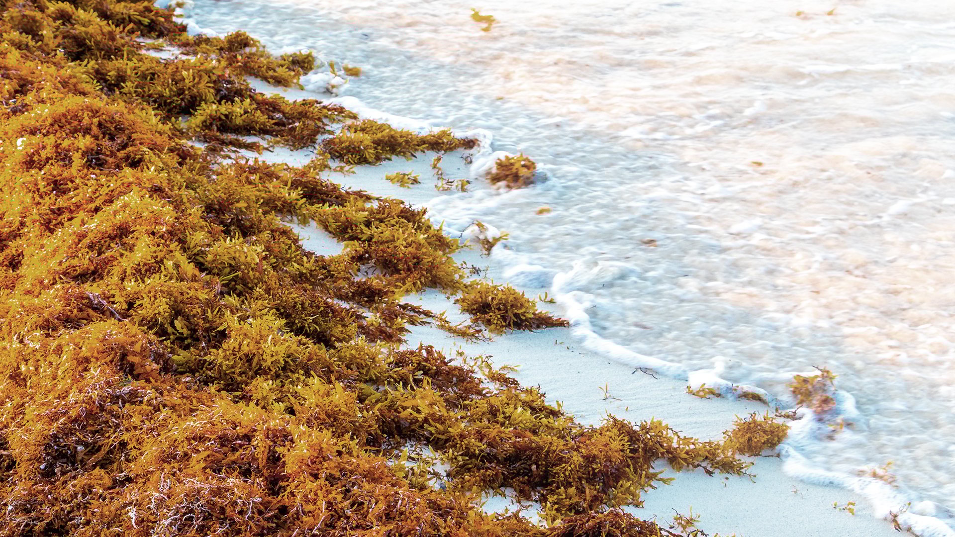 sargassum-in-cos-korea