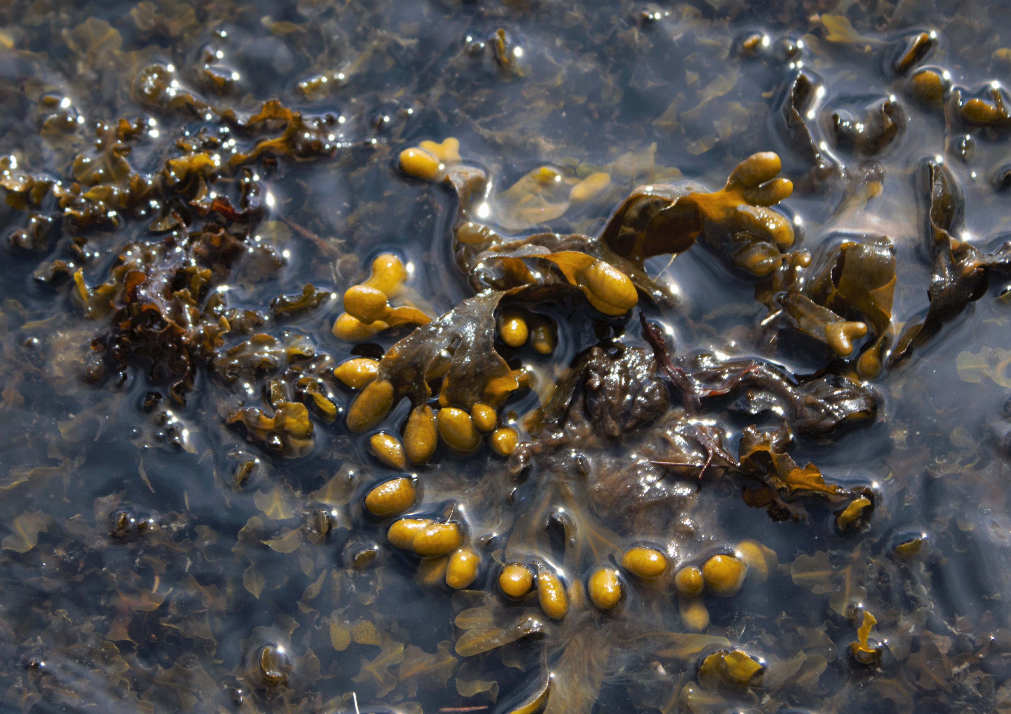 bladderwrack farming - Origin by Ocean